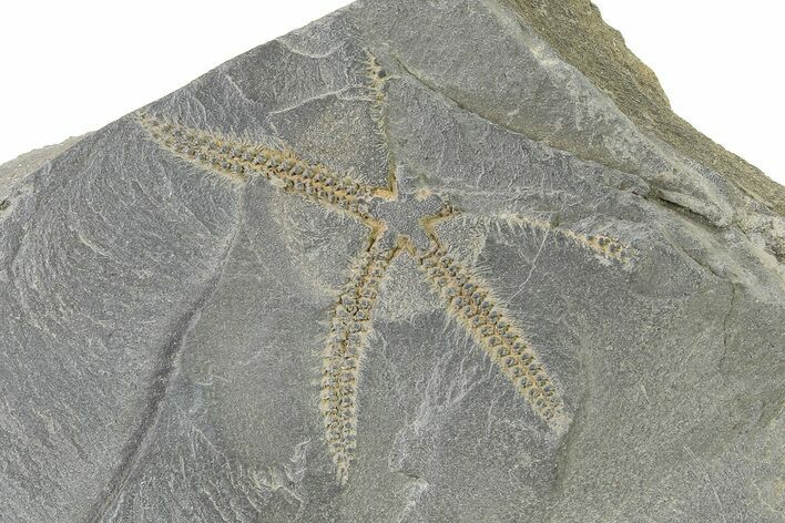 Ordovician Brittle Star (Ophiura) - Morocco #327185
